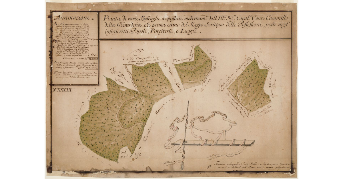 Pianta di varie boscaglie acquistate modernamente [...]