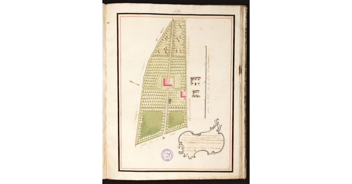 [Pianta Batoanzi con Termini tre con Marca simile]