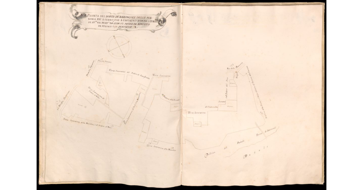 Pianta del bosco di Baroncoli delle Pianora