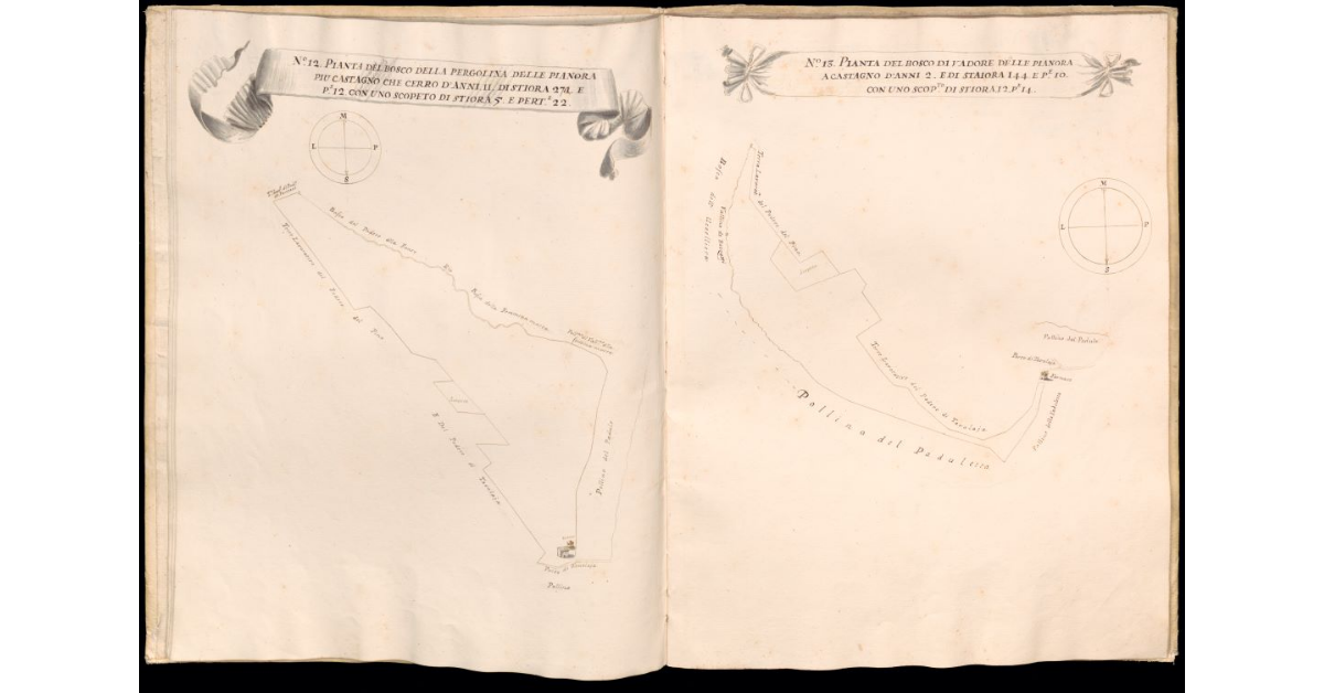 Pianta del bosco della Pergolina delle Pianora [e] Pianta del bosco di Vadore delle Pianora