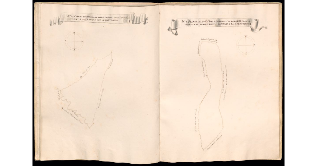 Pianta del bosco dell'Asino di Pozzi [e] Pianta del bosco primo del Termin Rotto di Pozzi