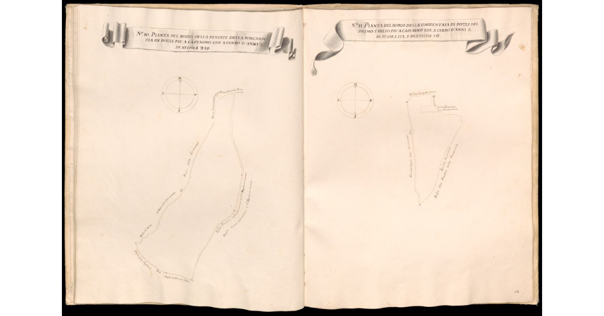 Pianta del bosco della Pendice della Porcareccia di Pozzi [e] Pianta del bosco della Correntaia di Pozzi