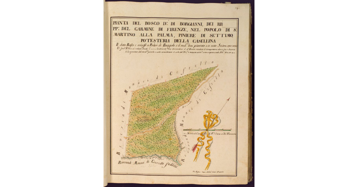 Pianta del bosco detto di Borgianni dei RR. PP. del Carmine di Firenze, nel Popolo di S. Martino alla Palma, Piviere di Settimo, Potesteria della Casellina