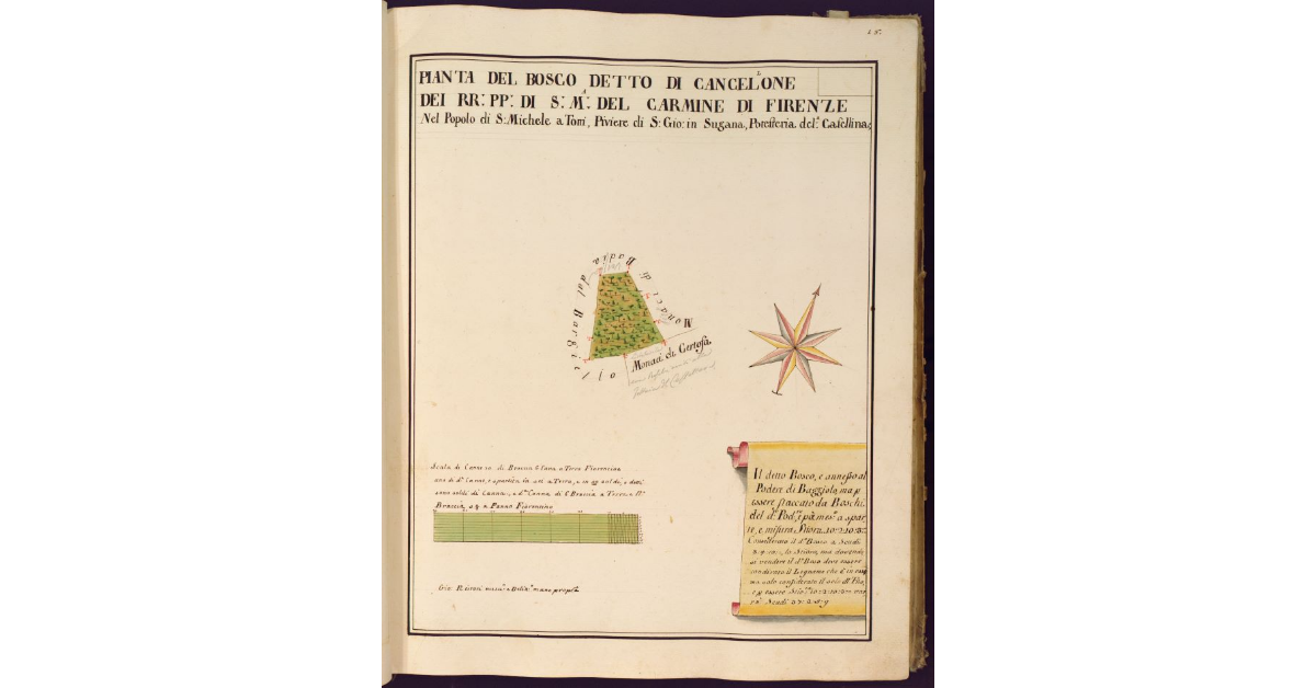 Pianta del bosco detto di Cancellone dei RR. PP. di S. M. del Carmine di Firenze, nel Popolo di S. Michele a Torri, Piviere di S. Gio. in Sugana, Potesteria della Casellina
