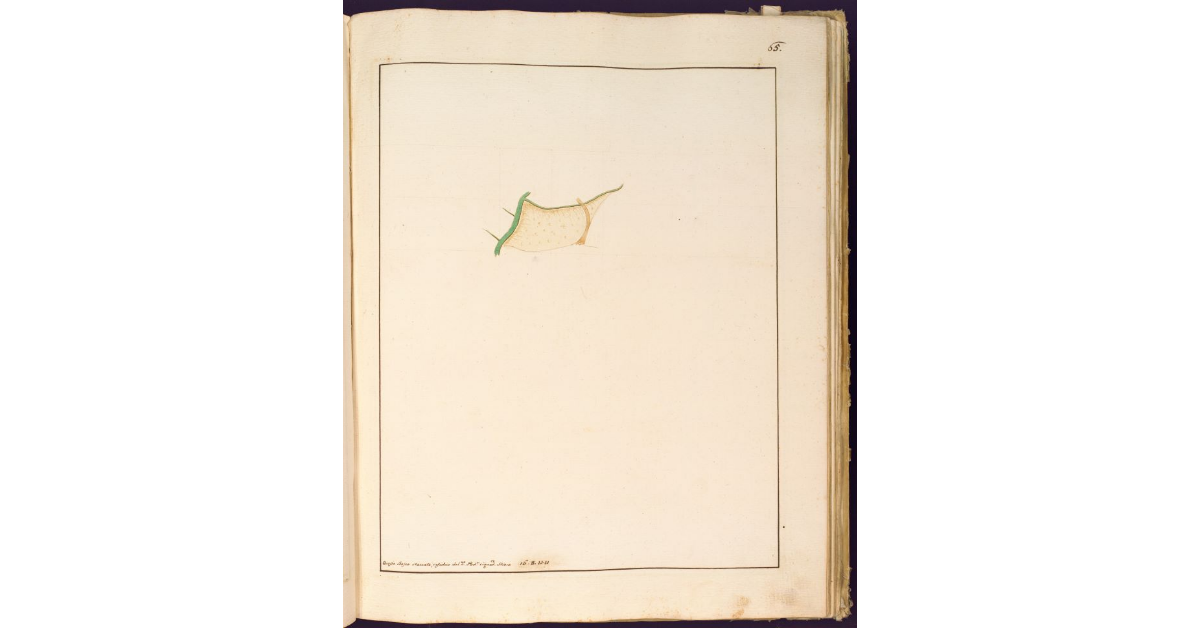 [Parte del Podere delle Pescine N. VI]