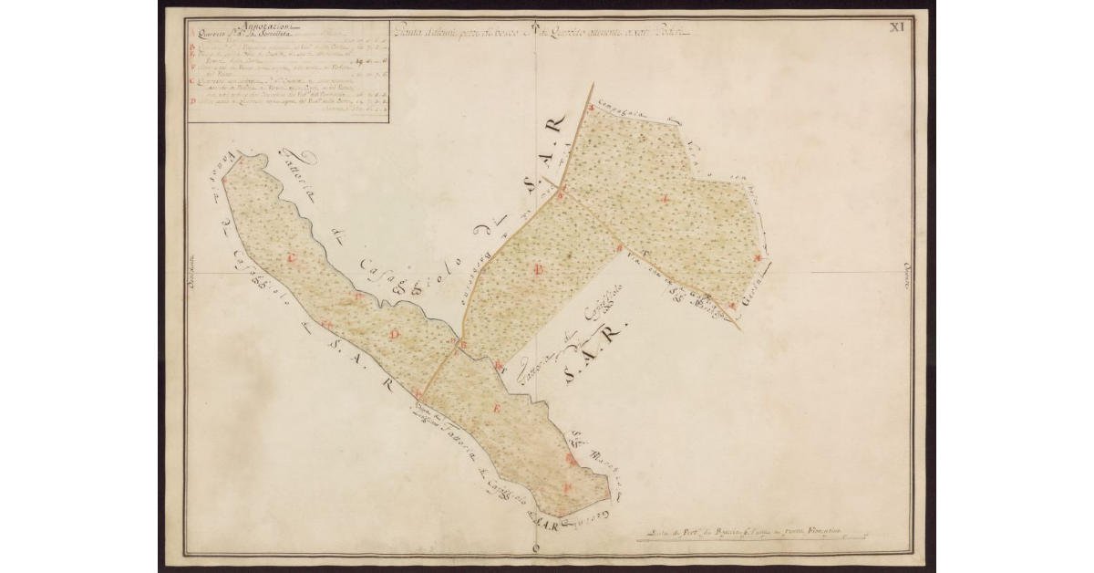 Pianta d'alcuni pezzi di bosco e di querceto attenenti a vari poderi [in Mugello]