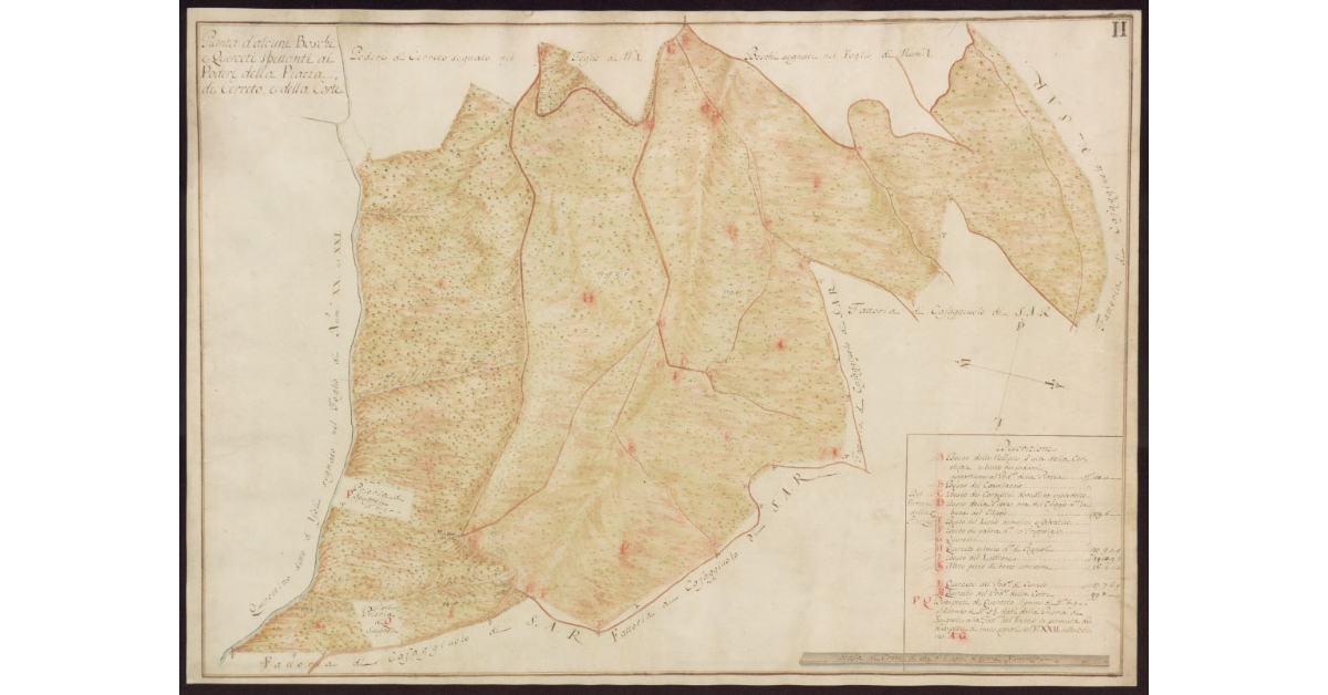 Pianta d'alcuni boschi e querceti spettanti ai Poderi della Piazza, di Cerreto, e della Corte