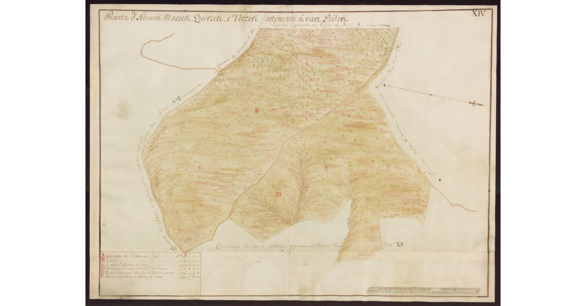 Pianta d'alcuni masseti, querceti e tozzeti attenenti a vari poderi [del Mugello]