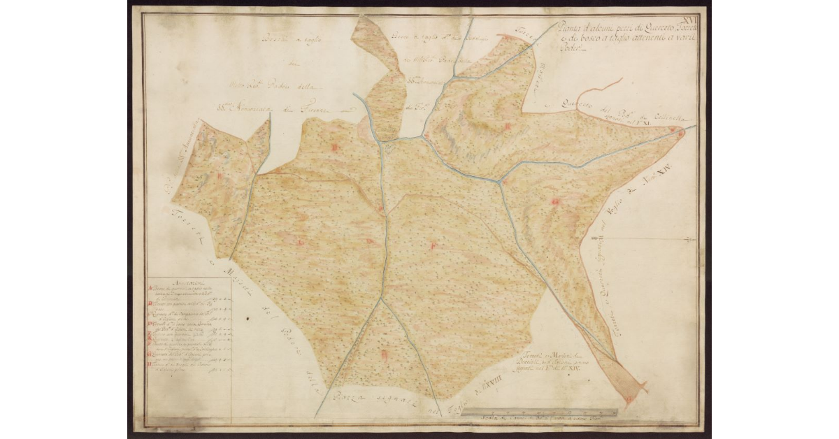 Pianta d'alcuni pezzi di querceto, tozzeto e di bosco a taglio attenenti a varii poderi [del Mugello]