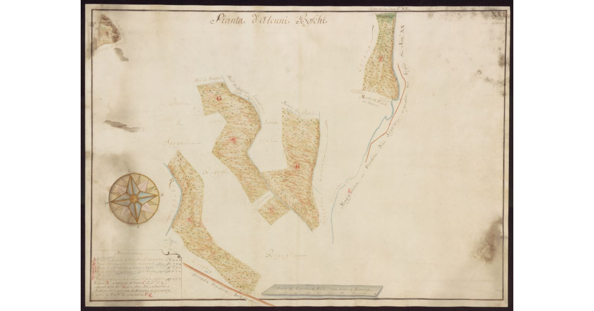 Pianta d'alcuni boschi [del Mugello]