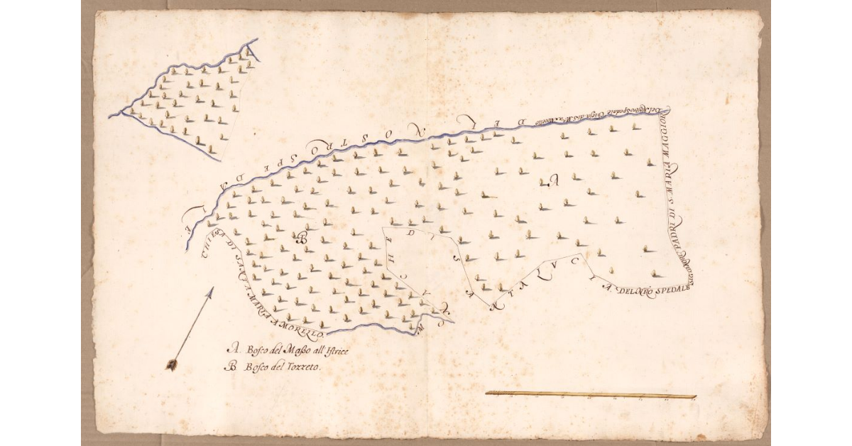 [Boschi dipendenti dal Podere di Borgo posto nel Popolo di S. Maria a Morello Potesteria di Calenzano]
