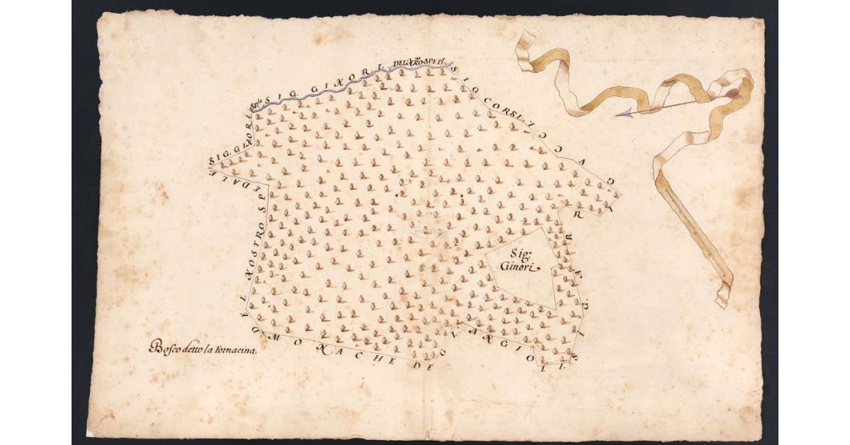 [Bosco della Fornacina dipendente dal Podere della Collina posto nel Popolo di S. Maria a Morello Potesteria di Calenzano]
