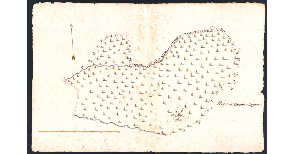 [Bosco del Cardino e Carpineta dipendente dal Podere della Casuccia posto nel Popolo di S. Stefano a Pescina Potesteria di Scarperia]