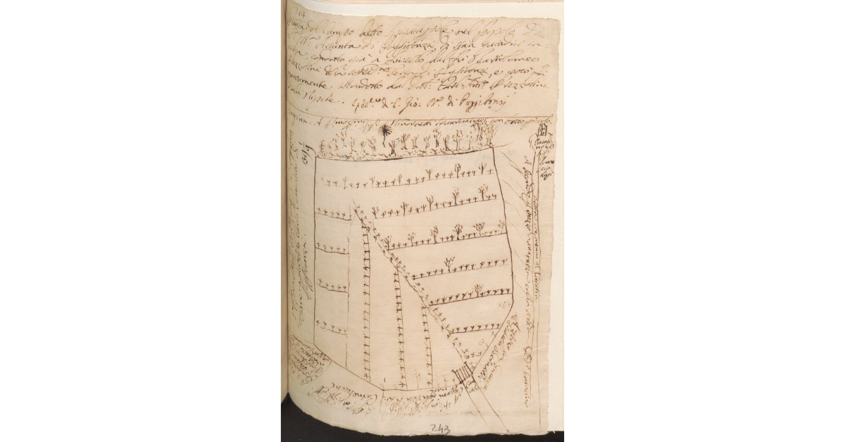 Pianta del Campo detto Spigalappole nel Popolo di S. M. Assunta di Poggibonsi, di staia quindici incirca, condotto già a Livello dal fu Bartolomeo Prezzolini della sopradetta Terra di Poggibonsi, e poco fa nuovamente ricondotto dal dott. Carlo Antonio Prezzolini di lui nipote