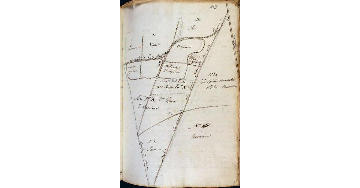 [Pianta di una parte della pineta nei pressi del Mandrione ad Orbetello, con l'indicazione delle diverse porzioni]