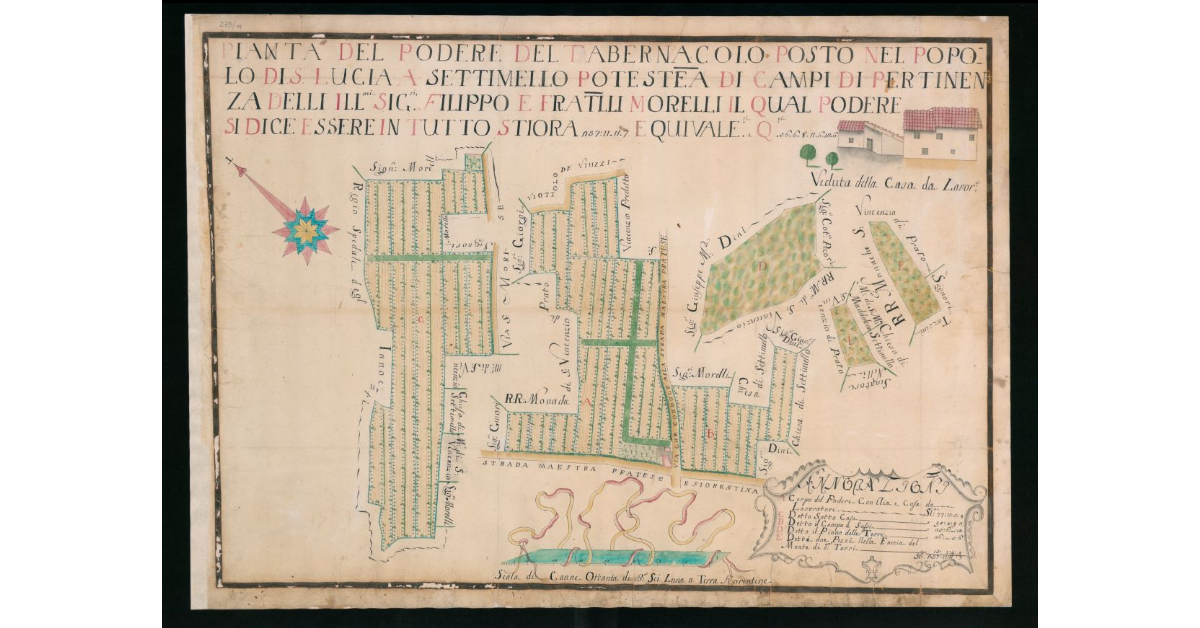Pianta del Podere del Tabernacolo posto nel Popolo di S. Lucia a Settimello Potesteria di Campi di pertinenza dell'Ill.mi Sig.ri Filippo e fratelli Morelli, il qual Podere si dice essere in tutto Stiora 237.11.11.7. equivalenti a Quadrati 36.6. 8.2.6.12.6_x0018_