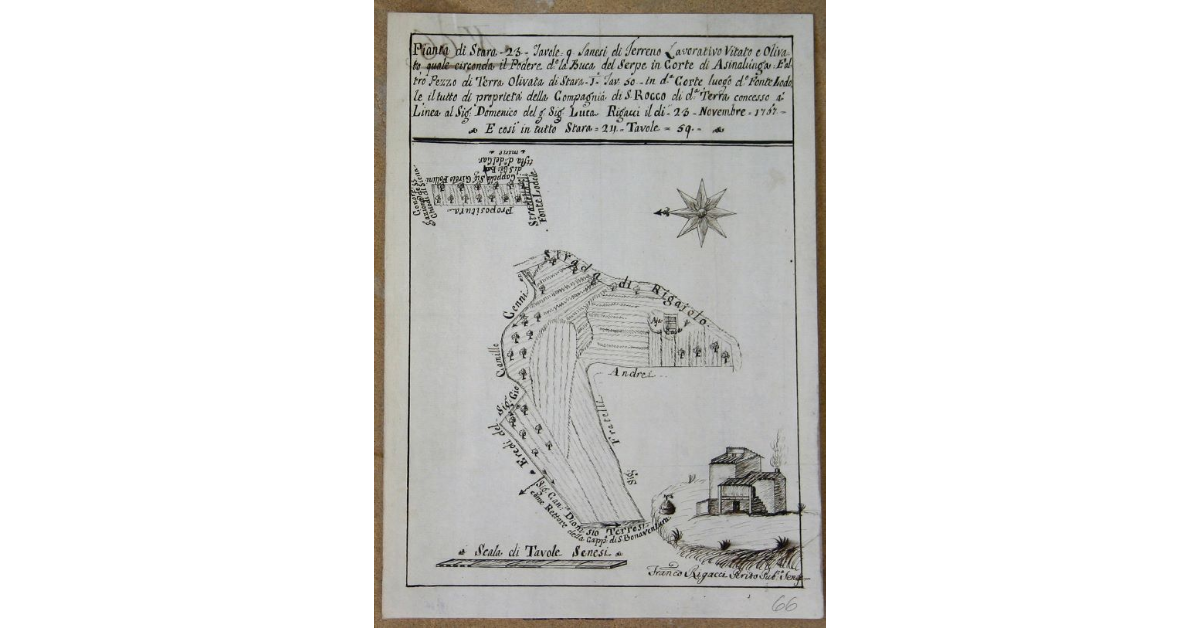 Pianta di stara 23 Tavole 9 Sanesi di Terreno Lavorativo Vitato e Olivato quale circonda il Podere d[ett]o La Buca del Serpe in Corte di Asinalunga. E altro pezzo di Terra Olivata di Stara 1 .Tav 50 in d.a Corte luogo d.a.Fonte Lodole il tutto di proprietà della Campagnia di S. Roccodi d.a. Terra...